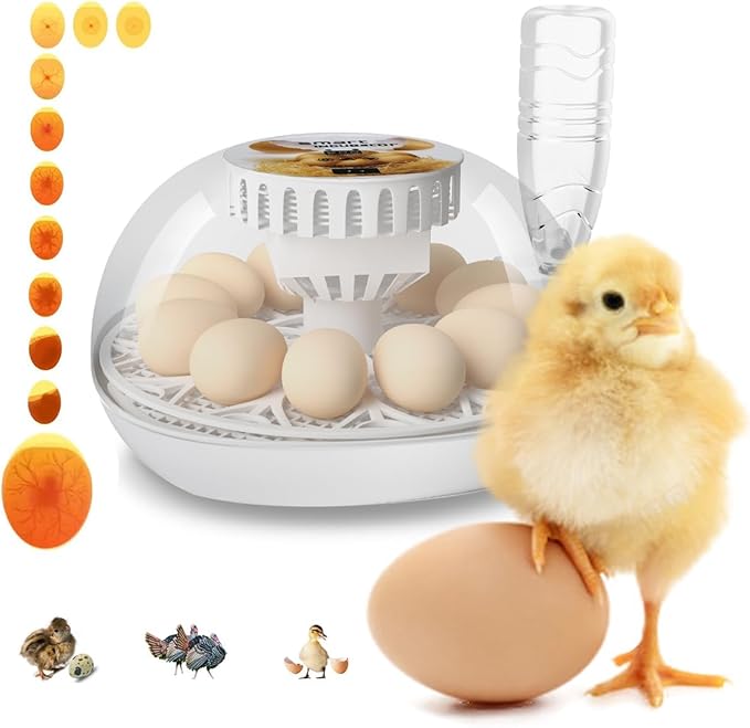 Lreerge Automatic Incubator for 12–24 Eggs with Hygrometer
