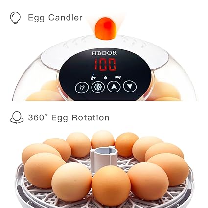 Incubadora de 12 huevos